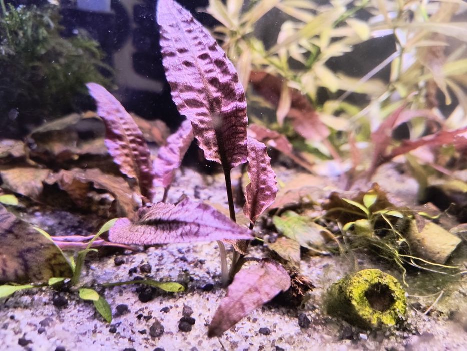 Kryptokoryna flamingo(pink)