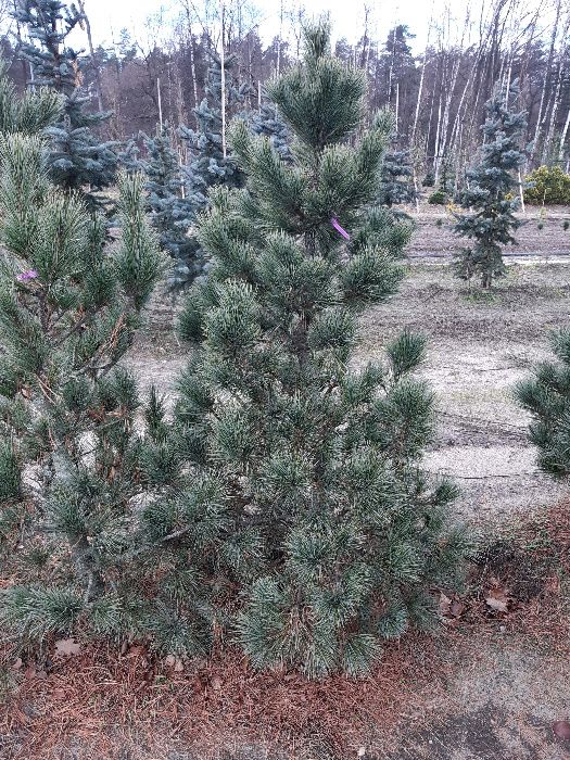 Sosna Armanda Limba różne duże do wysokości 400cm transport sadzenie.