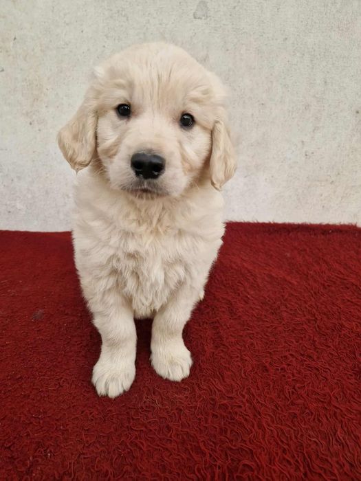 Szczeniak golden retriever