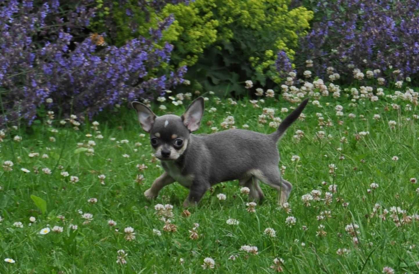 Chihuahua FCI /ZKwP ,piesek błękitny