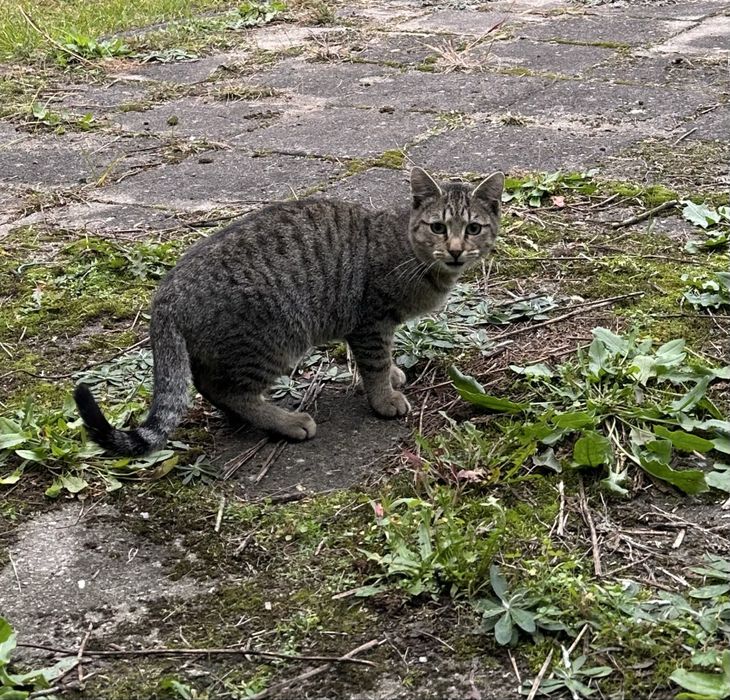 Bardzo pilnie! 6-miesieczy kocurek i kotka, szukają domu przed zimą.