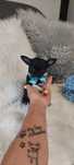 Rambo uroczy czarnulek Chihuahua