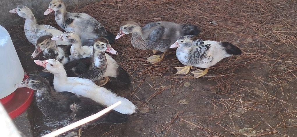 Patos mudos p/ venda