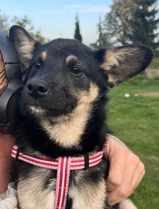 Wilczek cichutki maluch - szczeniak do adopcji