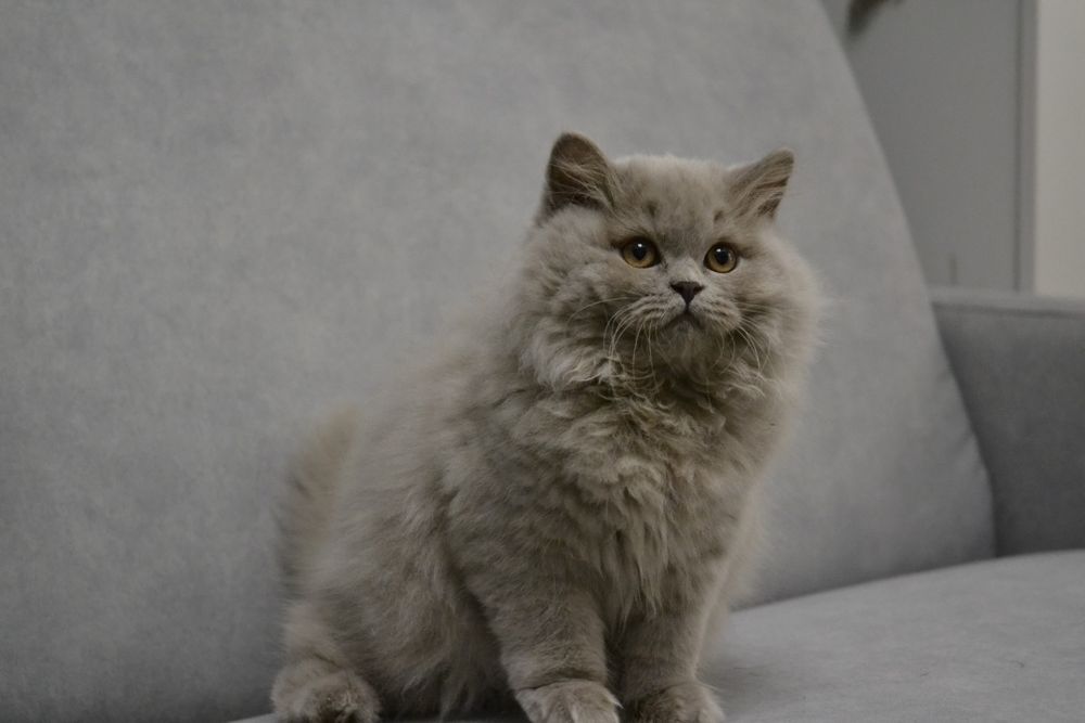 Liliowa długowłosa  kotka brytyjska - oryginalny rodowód, Fpl