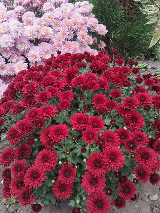 Хризантема мультифлора