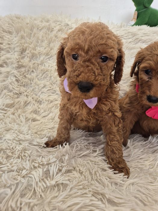 Goldendoodle f1b standard