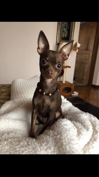 ШУКАЮ хлопча для вязки