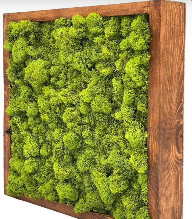 Обшиваєм стіни в кафе ресторани салони , стабілізованим мохом еко стил