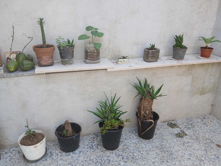 Yuca planta de interior ou exterior Gaia