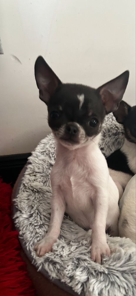 Chihuahua mini piesek niebiesko-biały