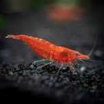 GB Krewetka Czerwona - Red Cherry