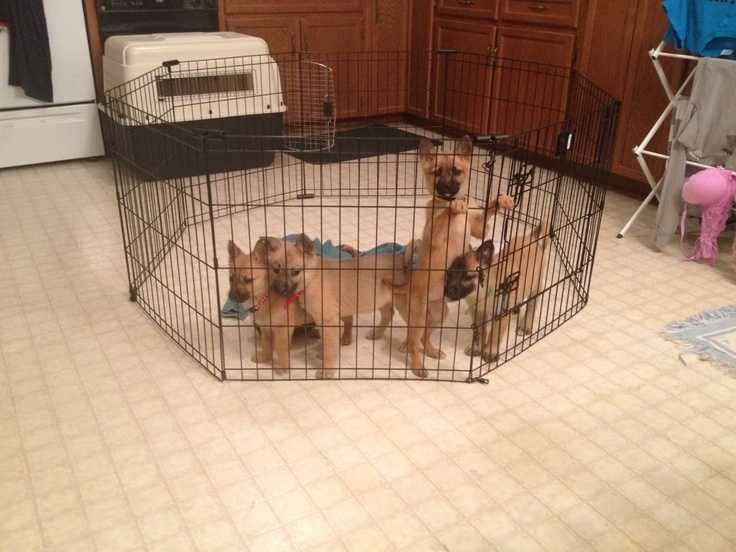 Клетка манеж 180х60х61 8 секций с дверкой для собак щенков кролика