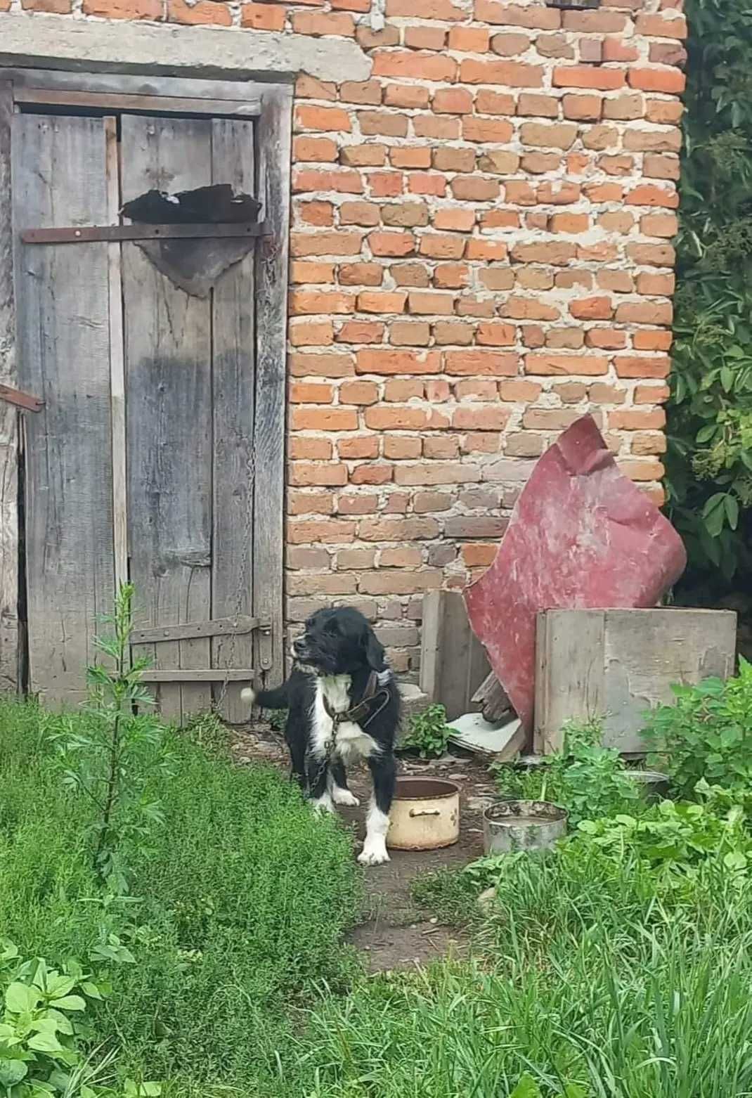 Miły piesek Benio