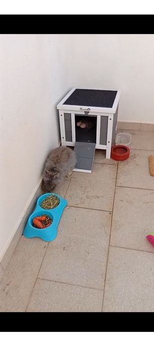 Coelhinhas Angorá e cabeça de Lião com a casinha