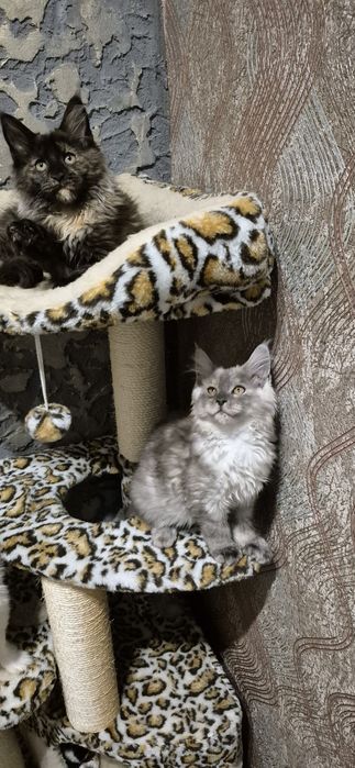 Кошенята Мейн кун