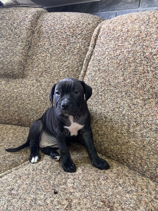 Пітбуль терʼєр дівчинка