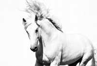 Fototapeta koń arabski