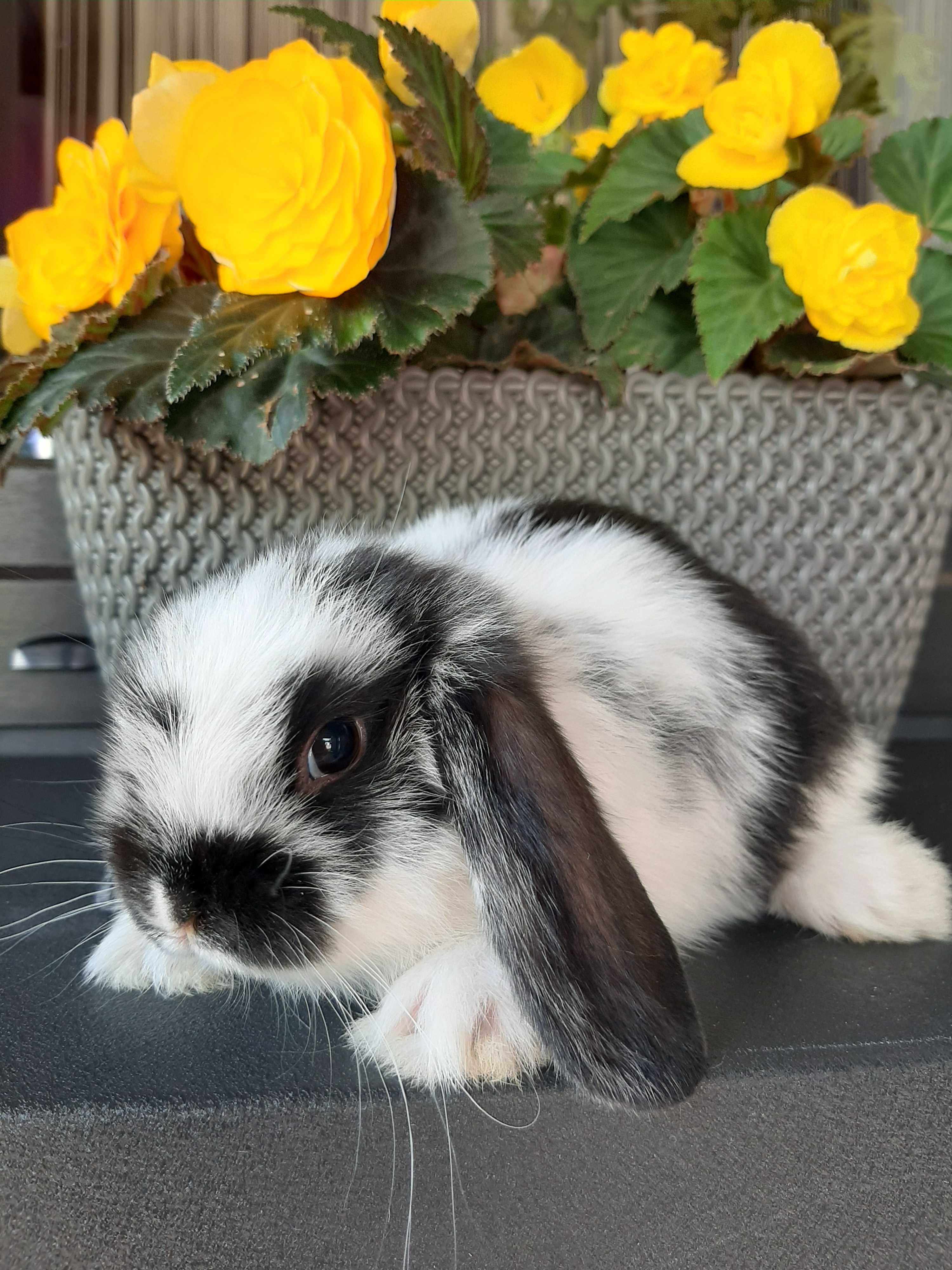 Kroliki baranek miniaturka karzełek mini lop