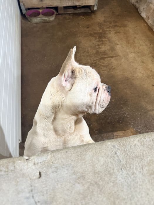 Buldogue Frances Macho