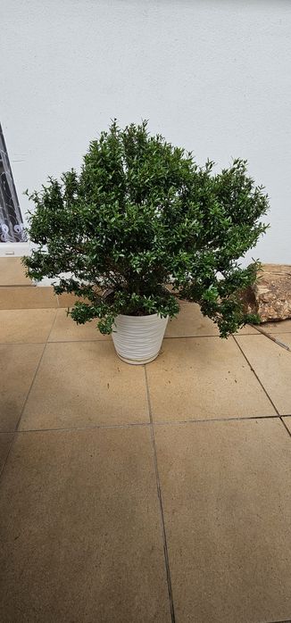 Mirt zwyczajny duży