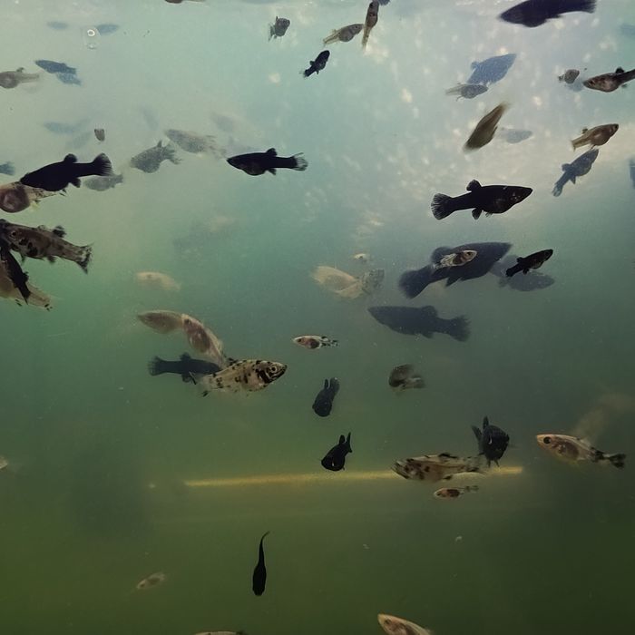 Sprzedam młode molinezje