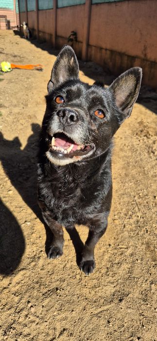 Piesek Około 4 lata