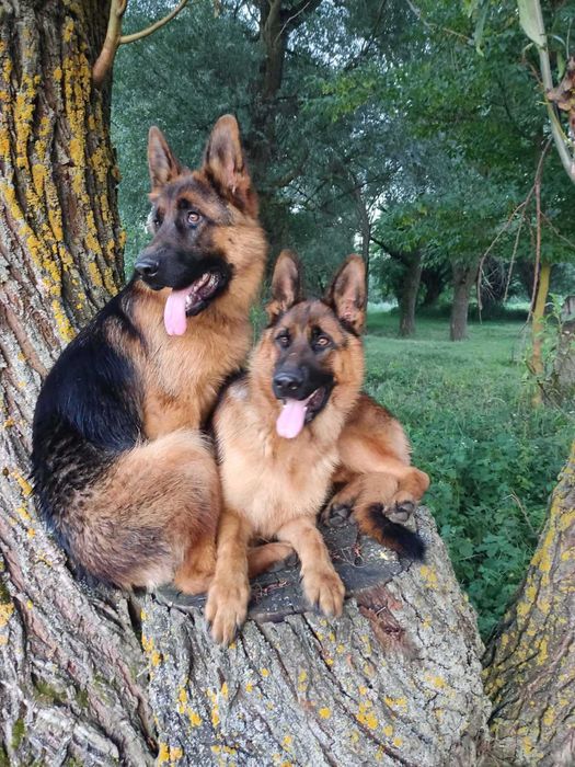 Дівчата нім вівчарки