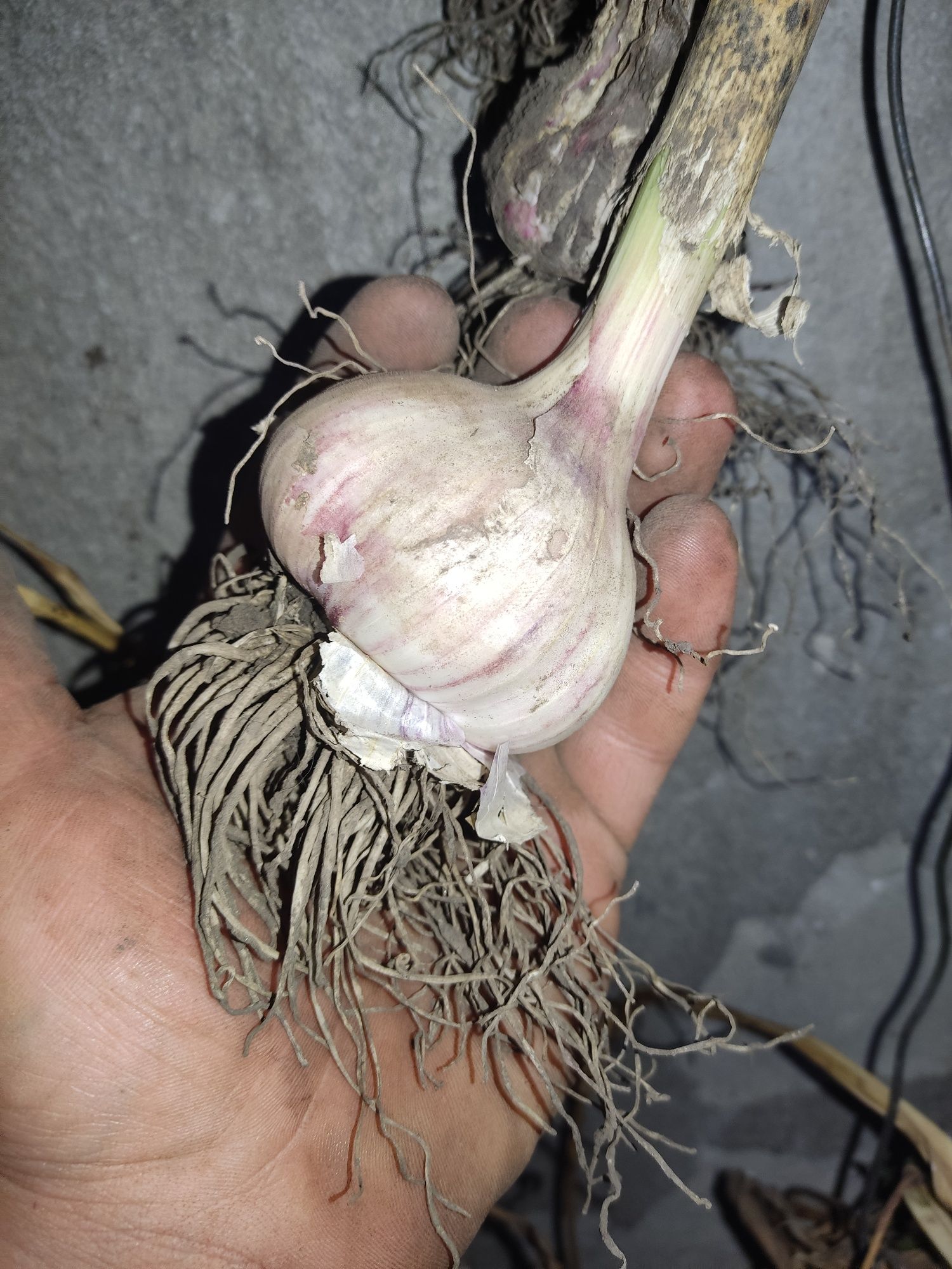Продам часник сорту Любаша