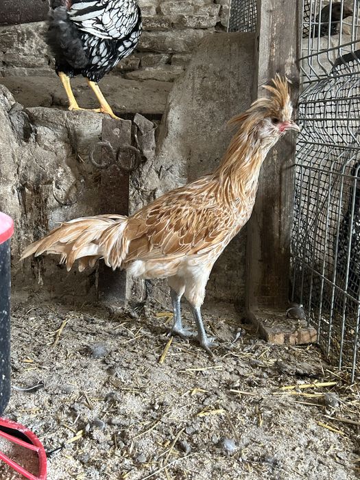 Młode koguty czubatki duże