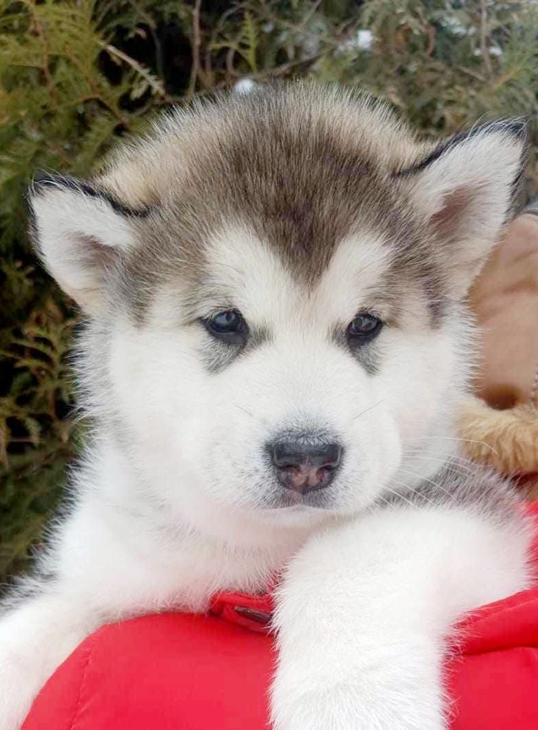 Alaskan Malamute odbiór listopad 2025