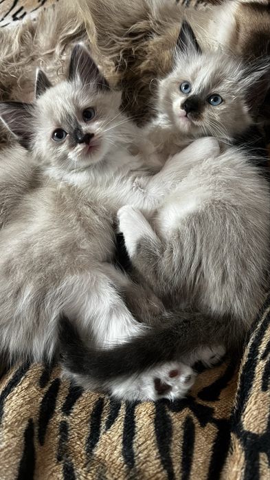 Кошенята в добрі руки