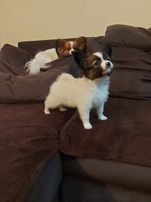 Солодкий папійон ( папільон)