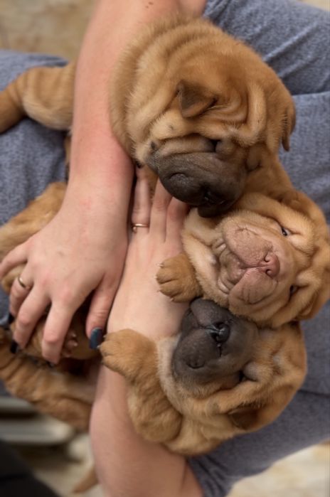 Цуценята породи Шарпей