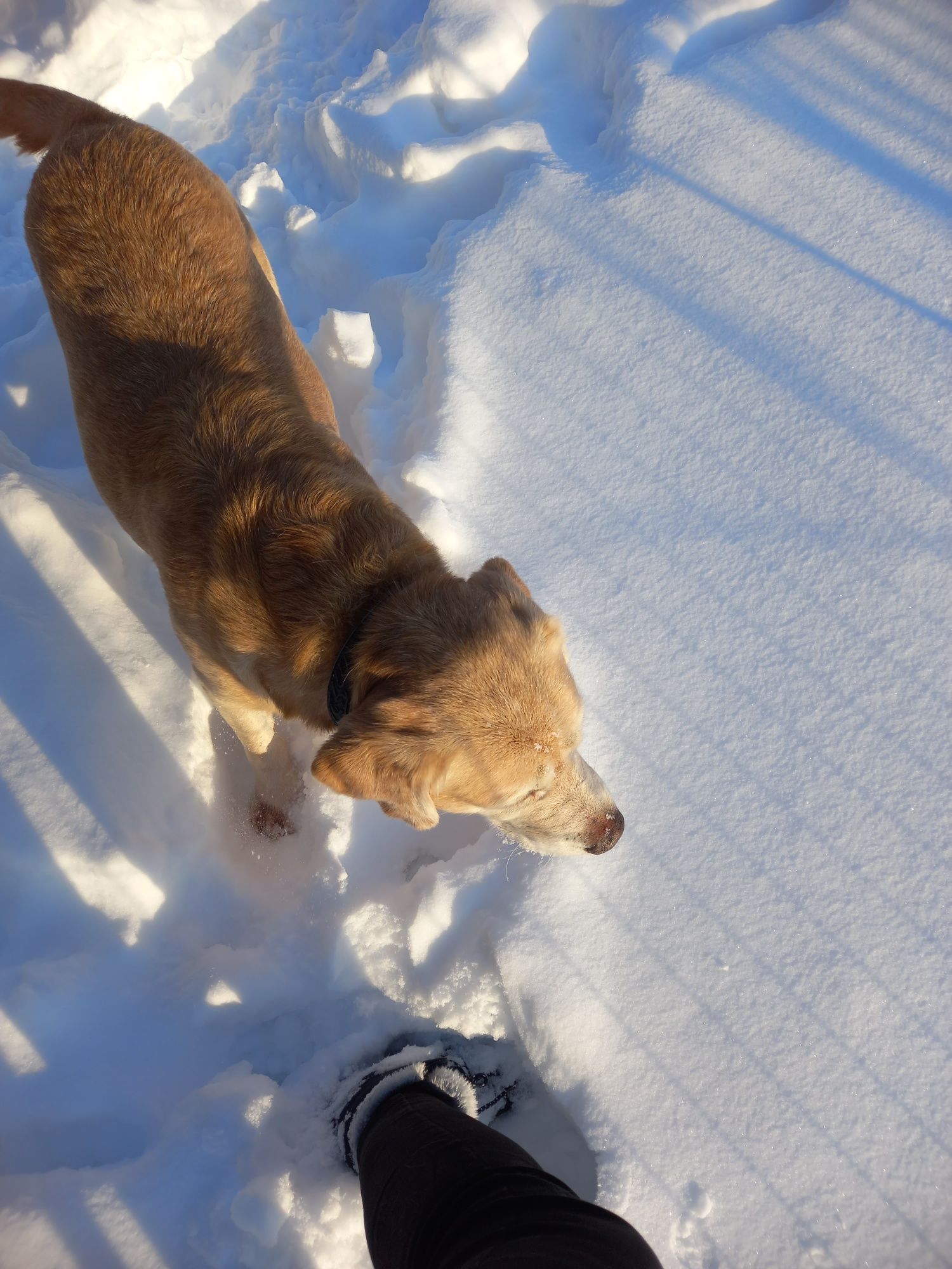 Labrador 7 lat spokjny, bardzo mądry towarzysz