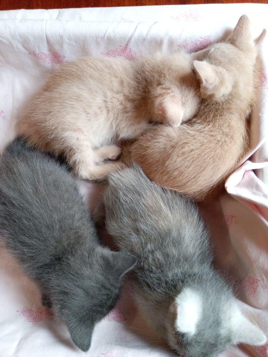 Кошенята в добрі руки.