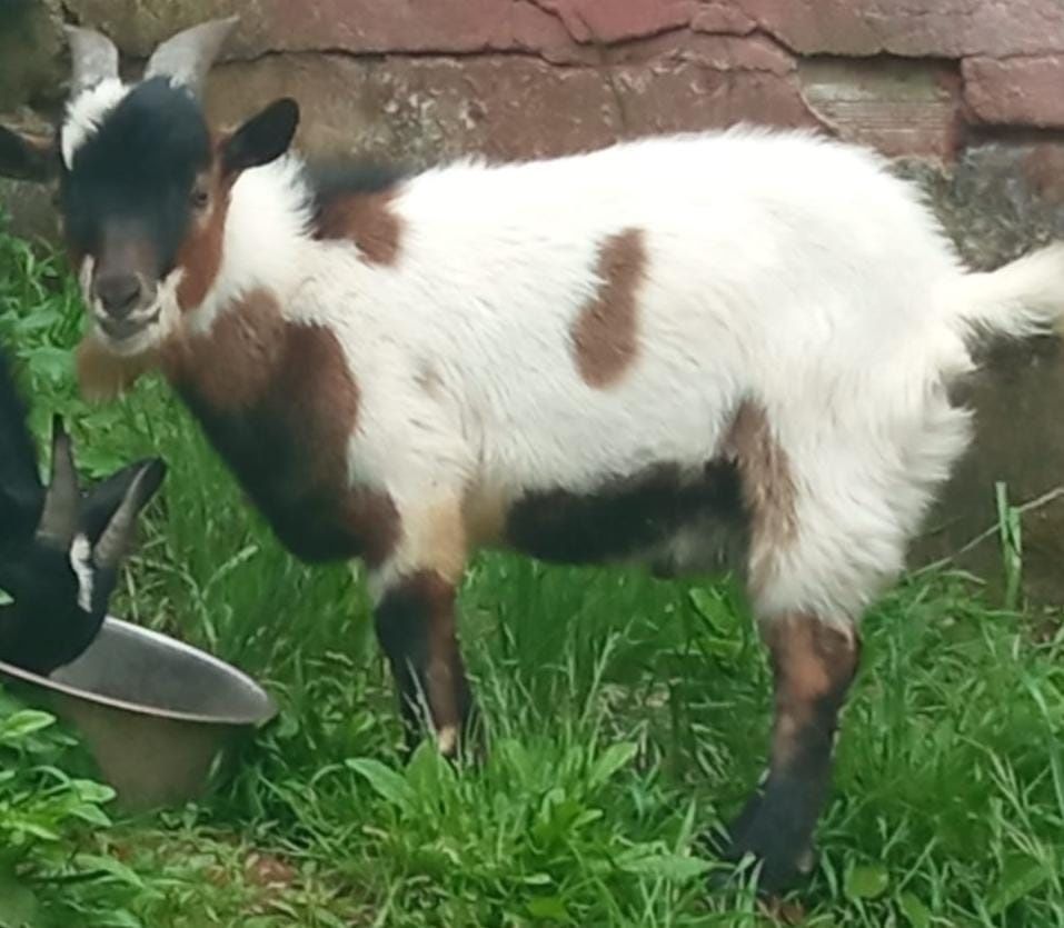 Cabrito anão macho