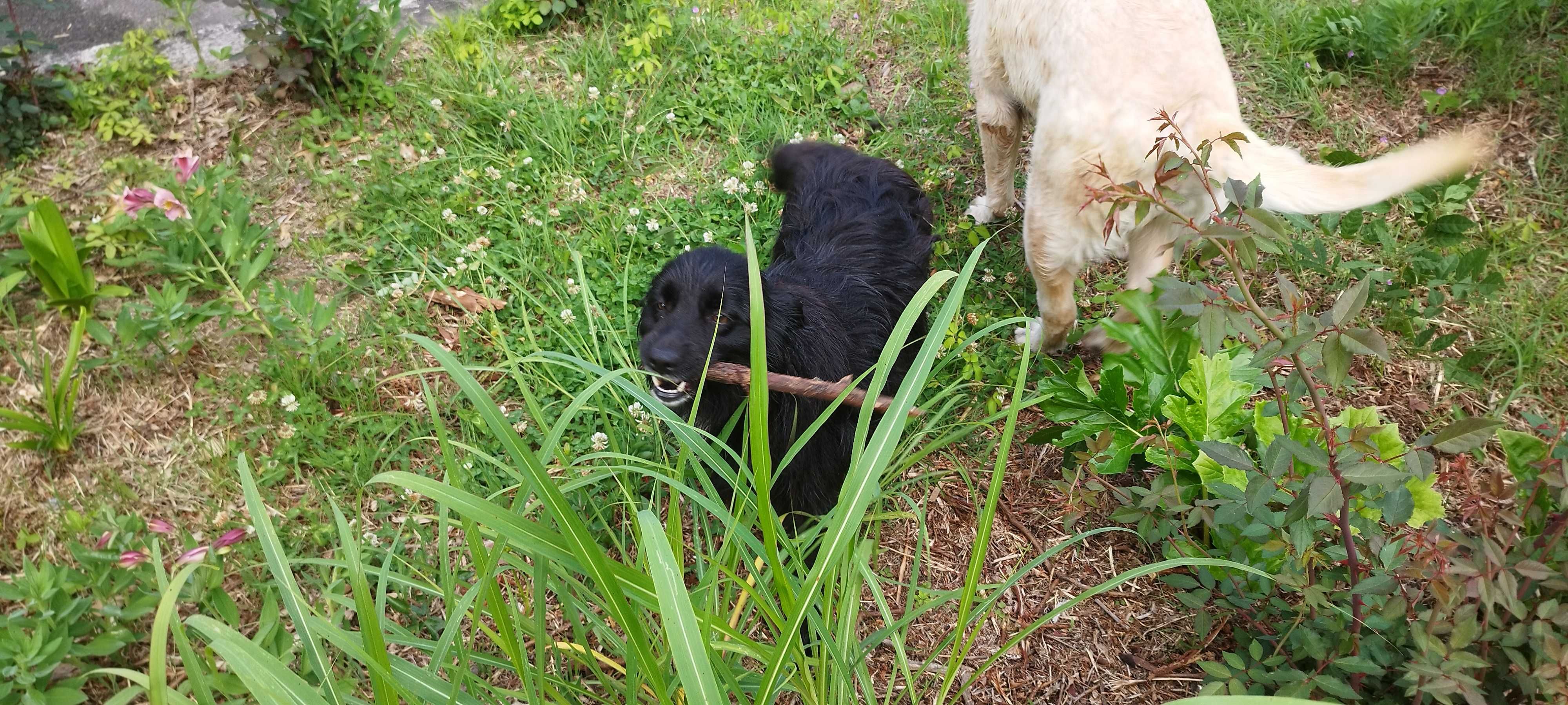 Adoçao de labradora adoravel