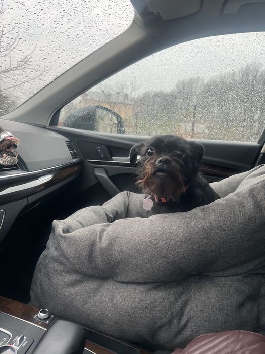 Автокрісла для собак