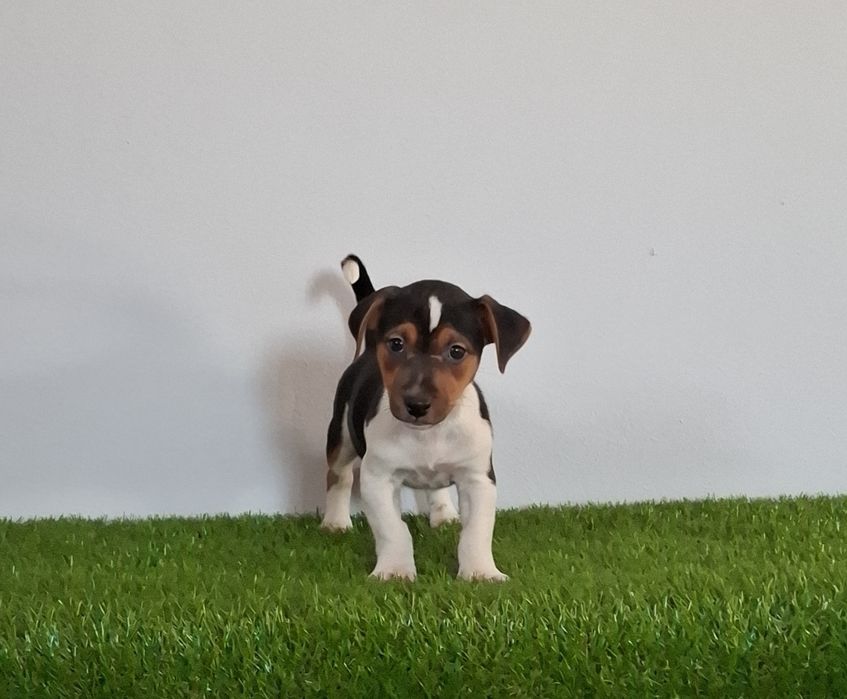 Jack russel de excelente qualidade