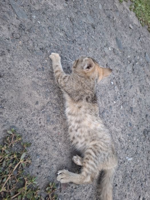 Віддам кошенят у добрі руки