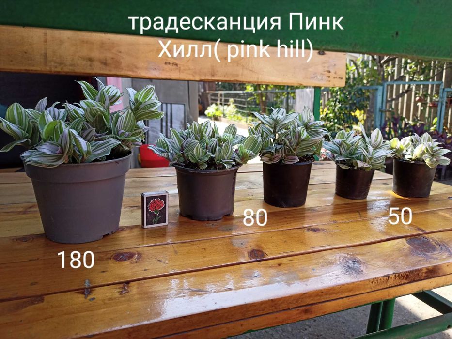 Традесканция Пинк Хилл, каллизия Черепаха