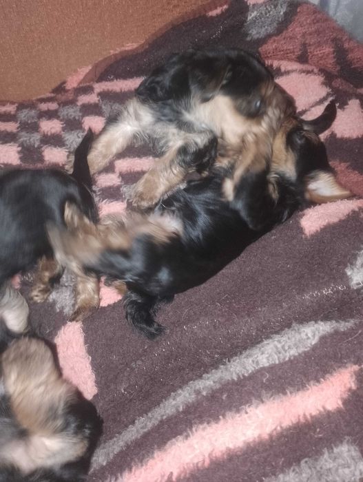 Йоркширський тер'єр