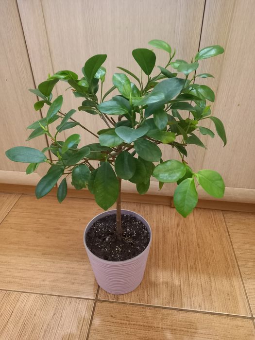 Фикус Маклейм, продам