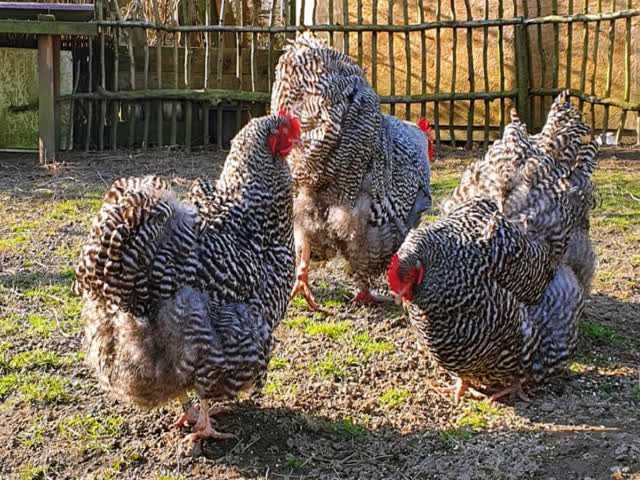 Орпінгтон, інкубаційне яйце.зозуле (смугастий), срібло та шоколадний.