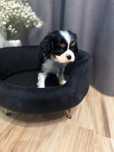 Cavalier King Charlies spaniel