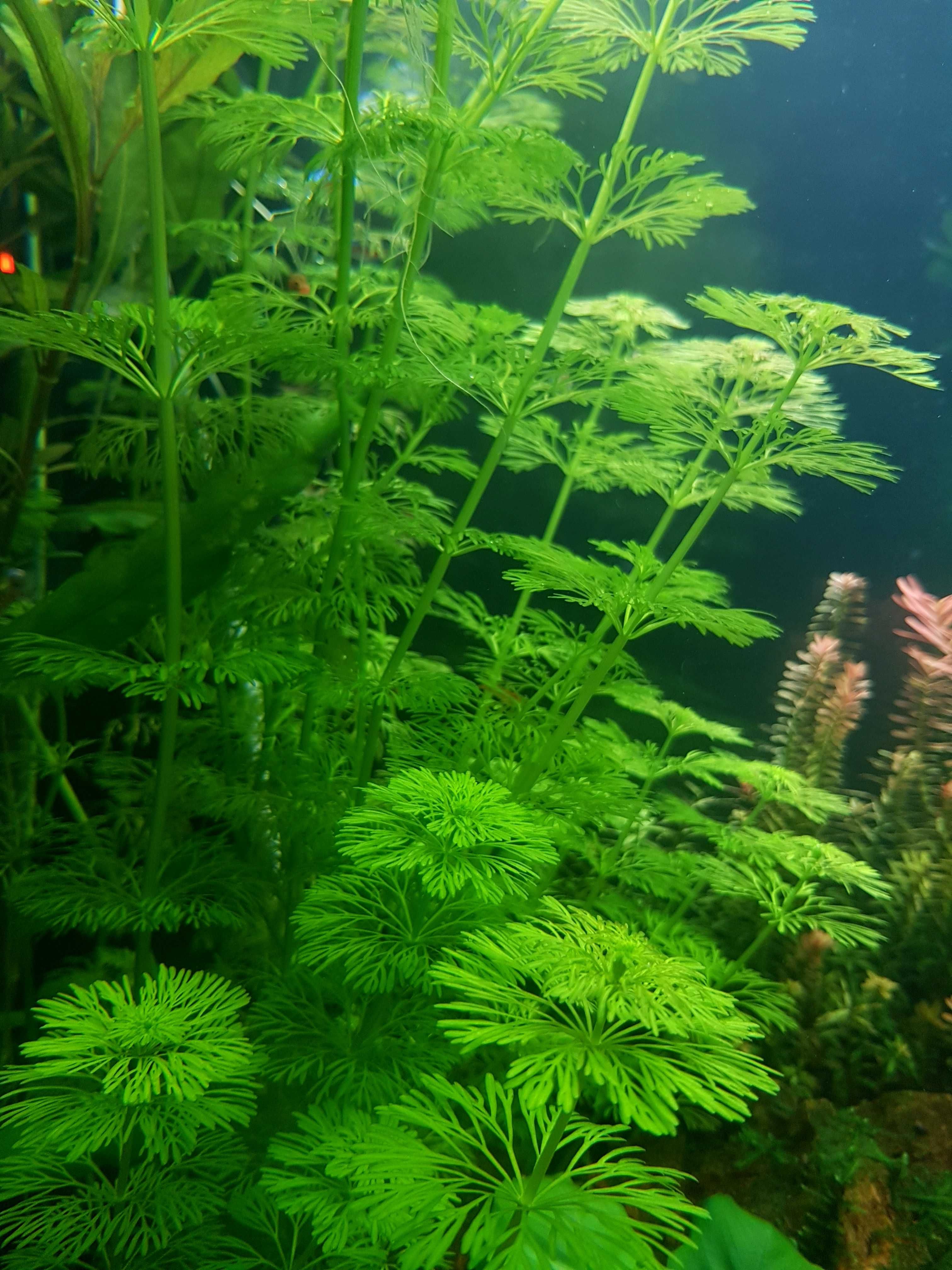 Plantas de aquario fácil manutenção