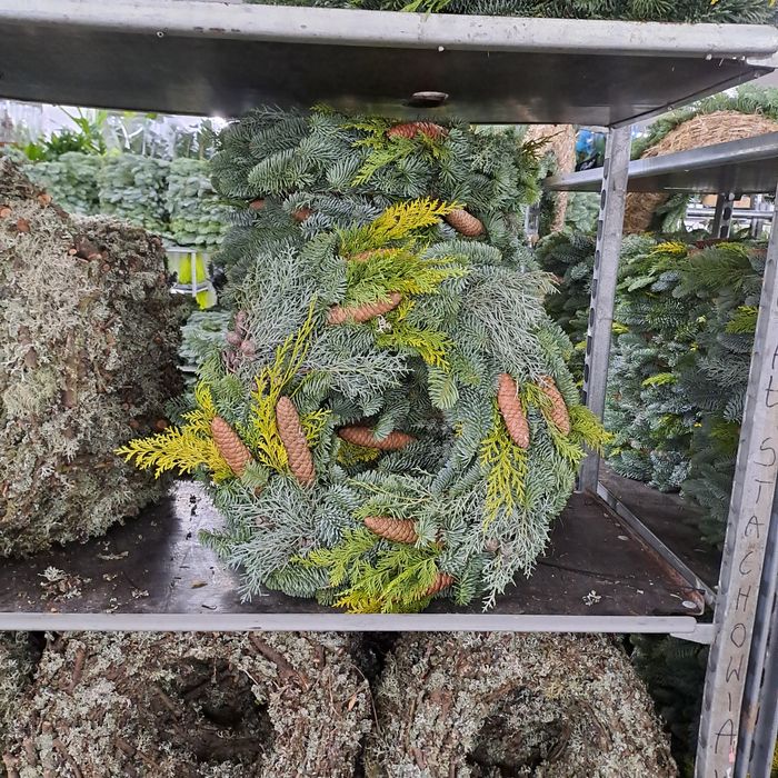 Gałęzie jodly nobilis i nordman oraz wianki