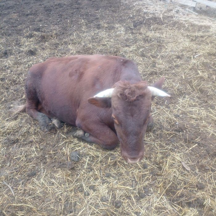 Продам биків живою вагою