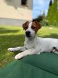 Jack Russell Terrier od #SMARTIE JACKS# niziutki piesek Jack Russell